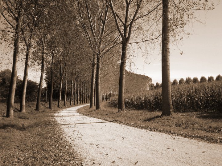 tavello1